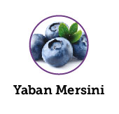 Yaban Mersini