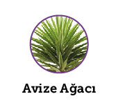 Avize Ağacı