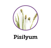 Pisilyum