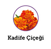 Kadife Çiçeği