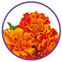 Marigold Flower